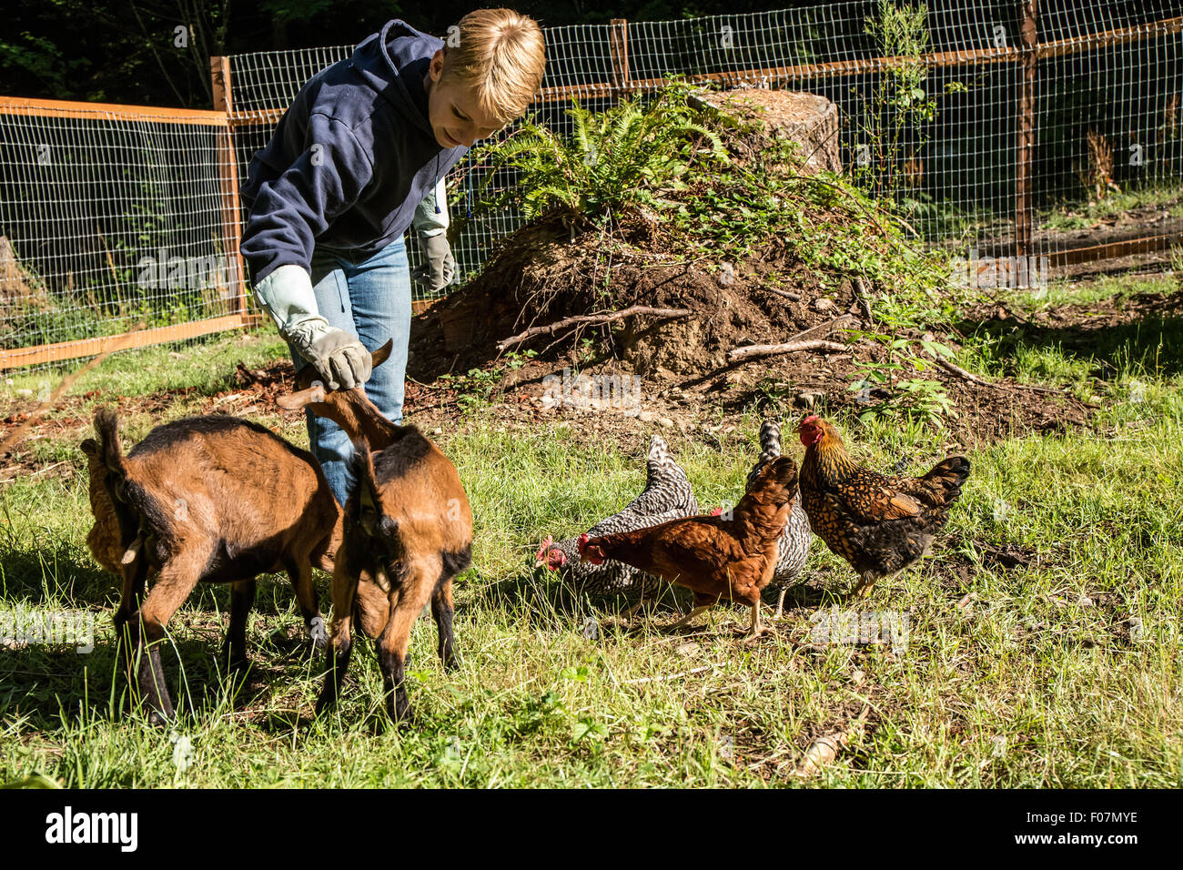 Woman and her 11 week old Oberhasli goats and chickens in Issaquah, Washington, USA. Stock Photo