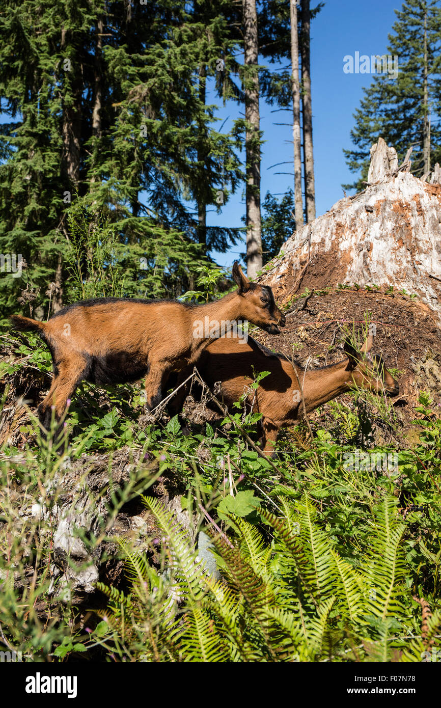11 week old Oberhasli goats eating blackberry bush vines, which they consider a treat, in Issaquah, Washington, USA Stock Photo