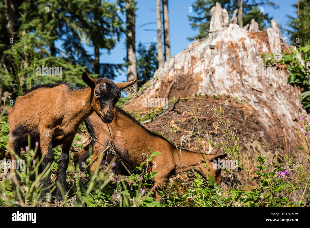 11 week old Oberhasli goats eating blackberry bush vines around a large stump, which they consider a treat, in Washington Stock Photo