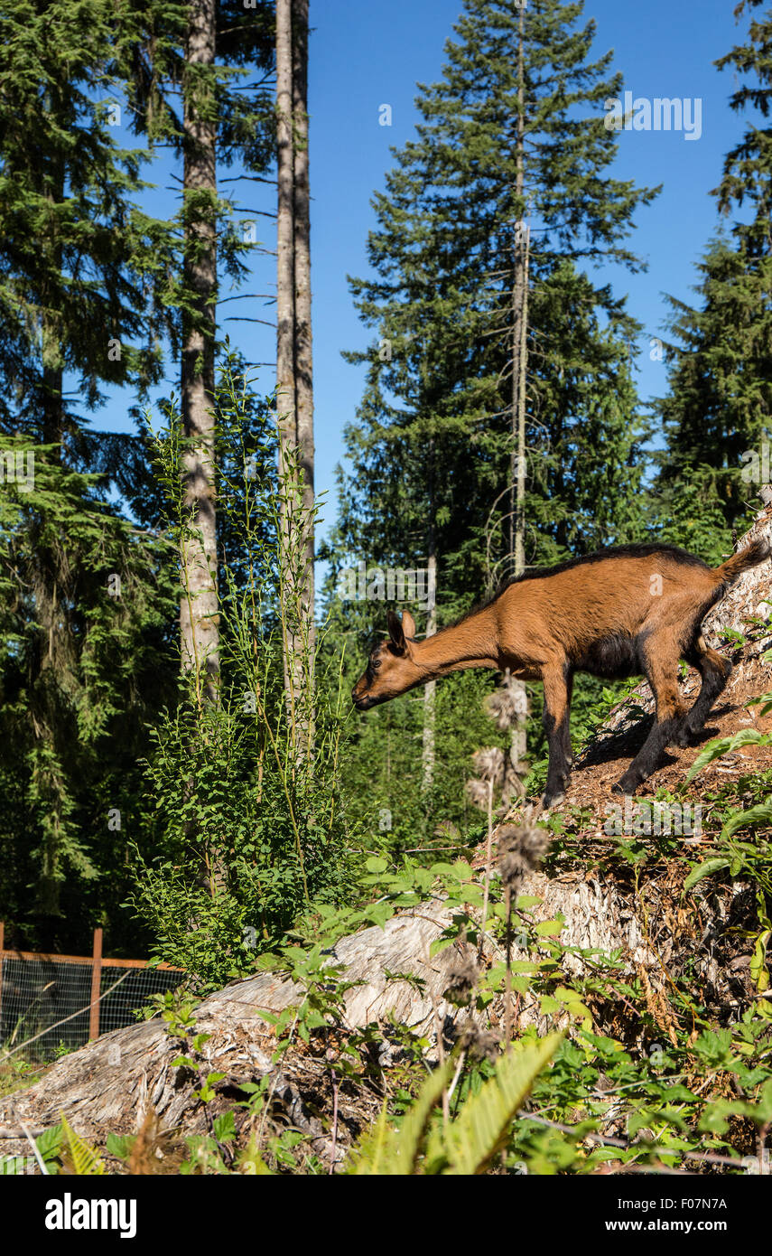 Blackberry bush hires stock photography and images Alamy