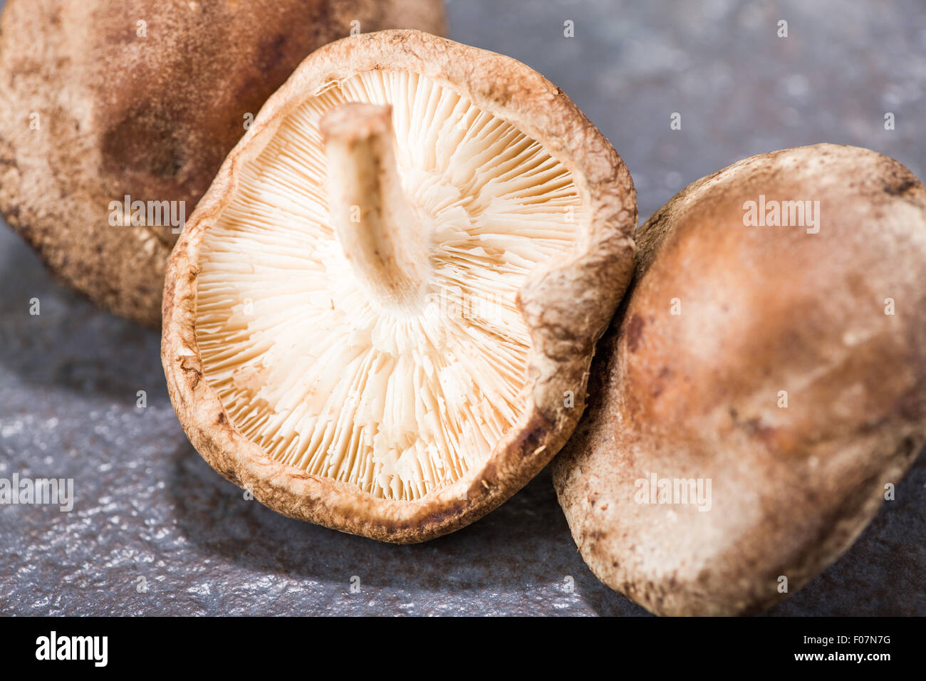 Edible Shiitake (Lentinus edodes) mushrooms in a studio setting Stock Photo