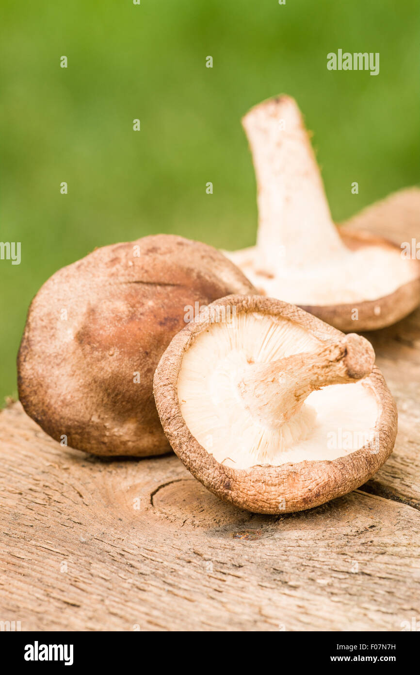 Edible Shiitake (Lentinus edodes) mushrooms on a rustic wooden table in Issaquah, Washington, USA Stock Photo