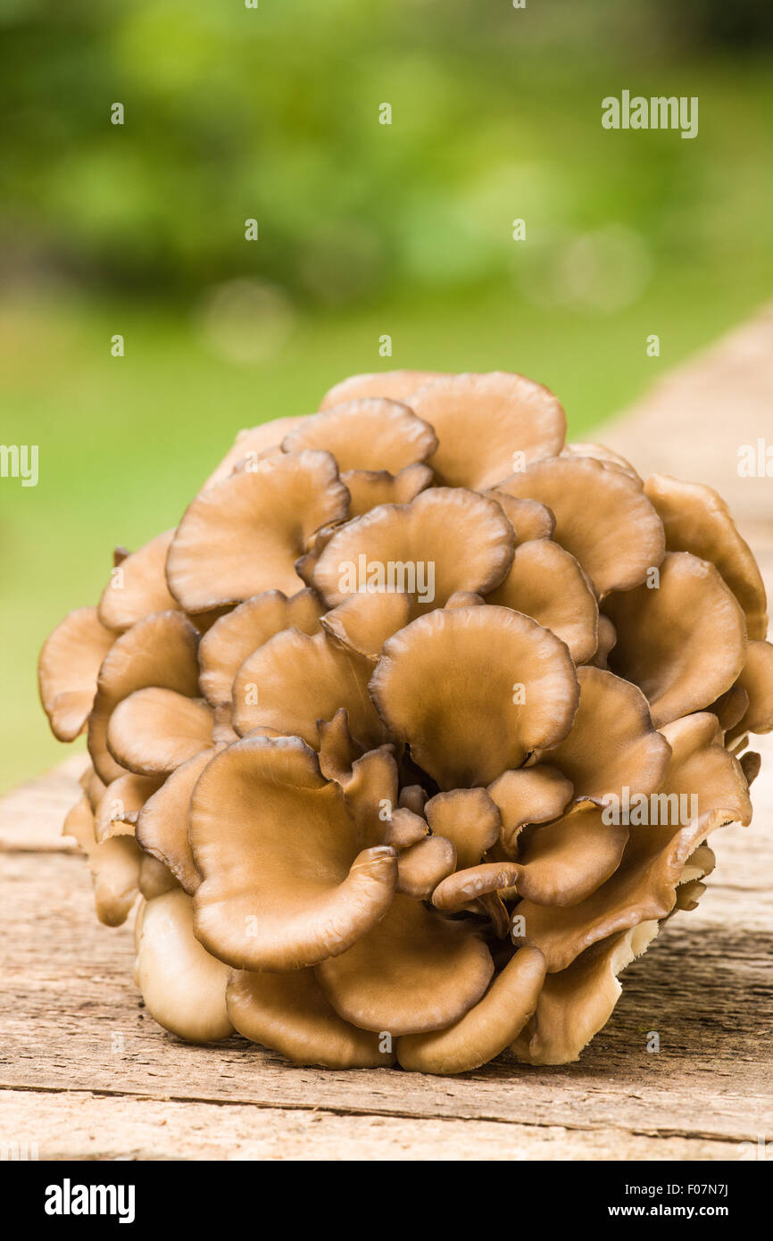 Cluster of edible Maitake mushrooms (Grifola frondosa) resting on a