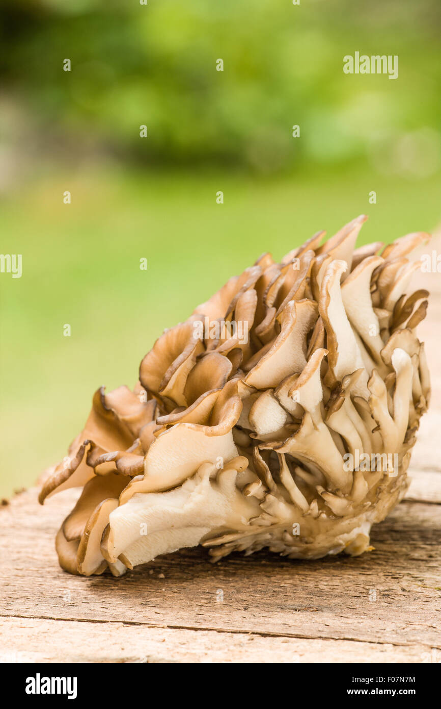 Maitake mushroom hires stock photography and images Alamy