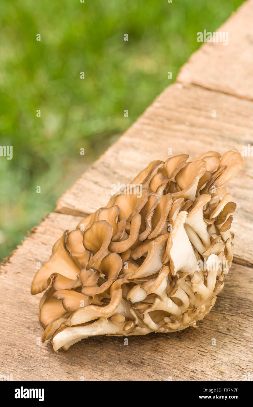 Cluster Of Edible Maitake Mushrooms Grifola Frondosa Resting On A 