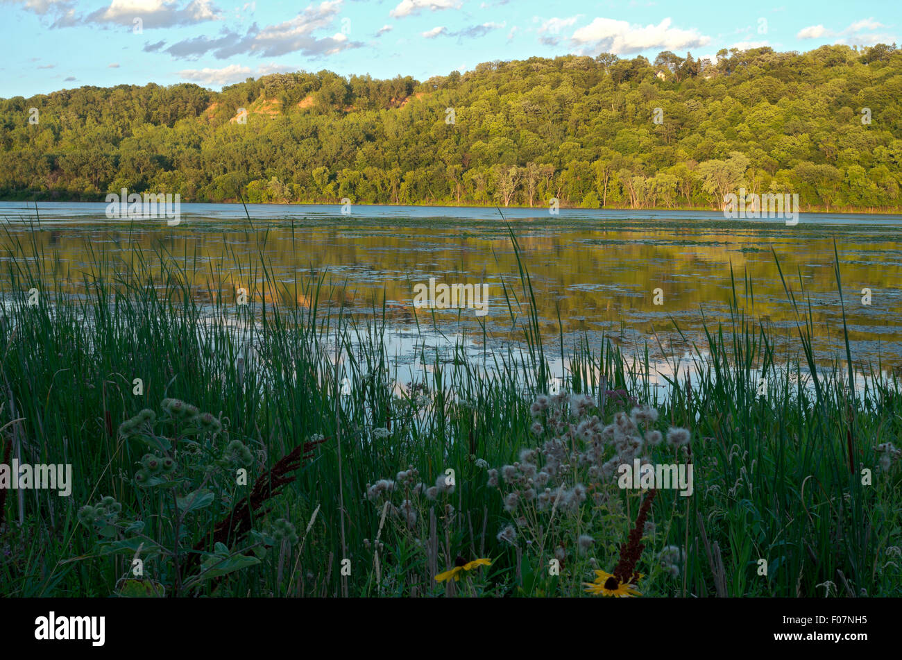 pickerel lake and forest in lilydale regional park along mississippi river and bluffs of saint