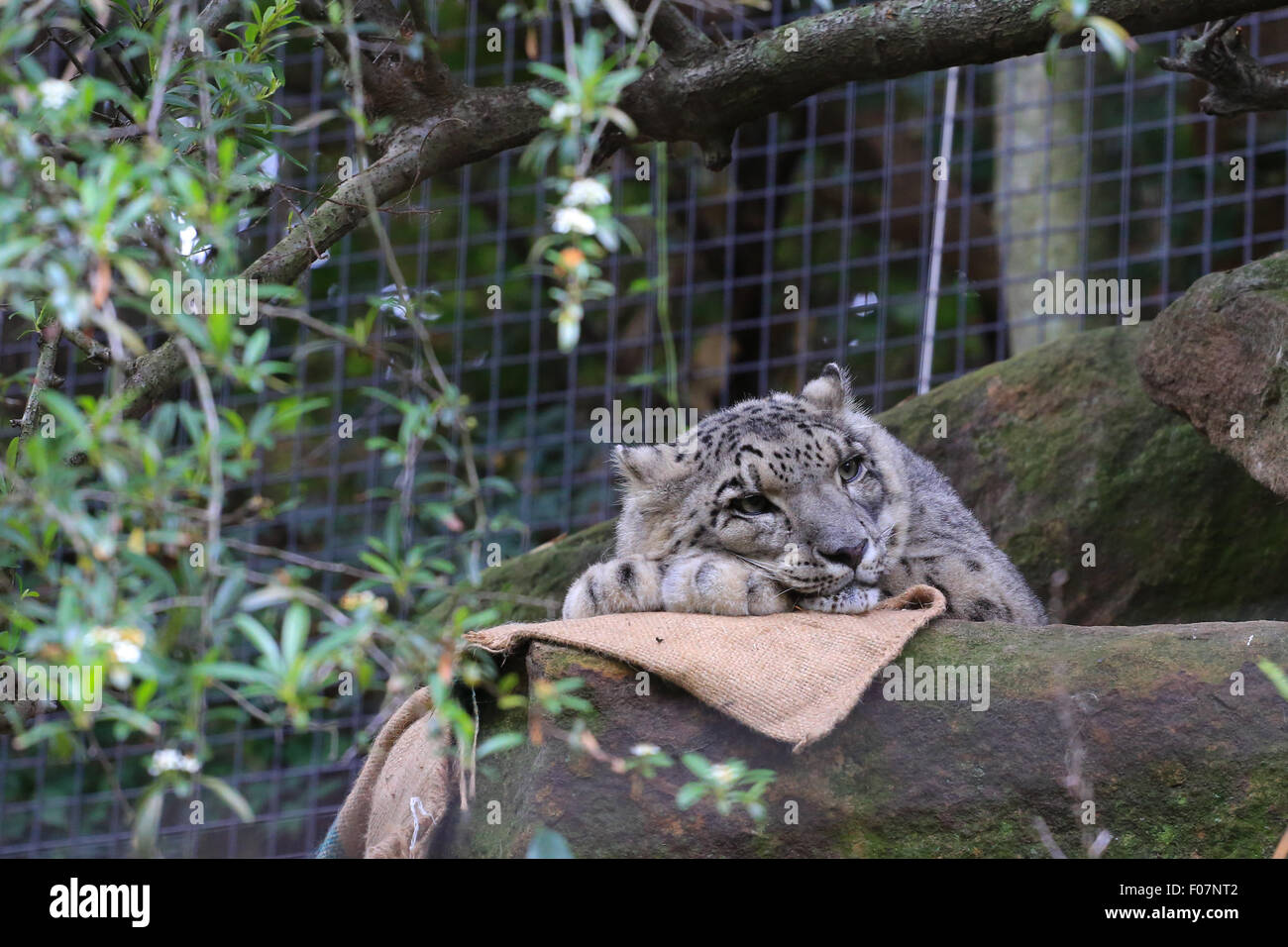 Snow leopard resting its head on its front paws at the Taronga Zoo