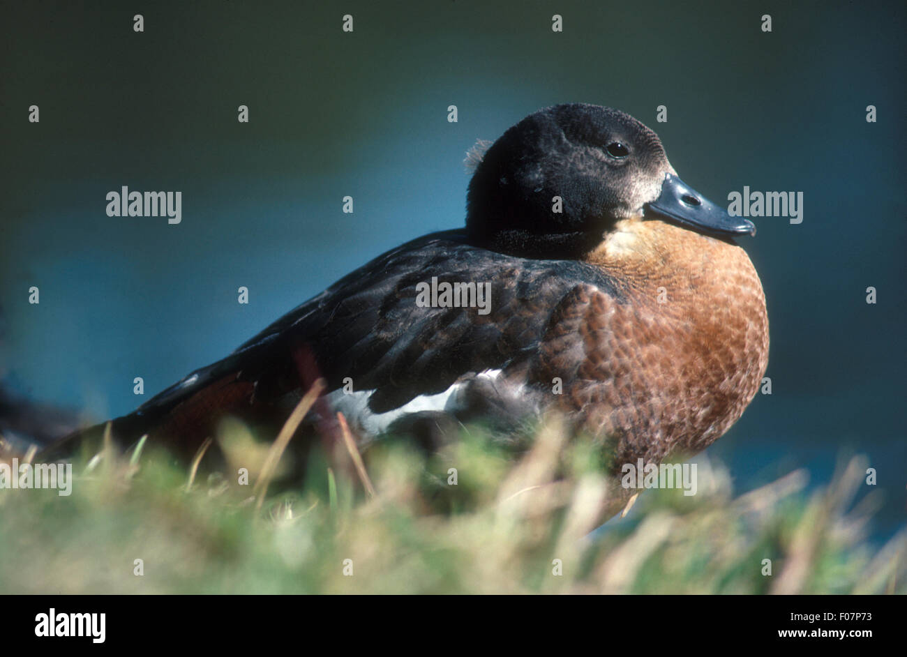 AUSTRALIAN SHELDUCK (TADORNA TADORNOIDES) ALSO KNOWN AS MOUNTAIN DUCK