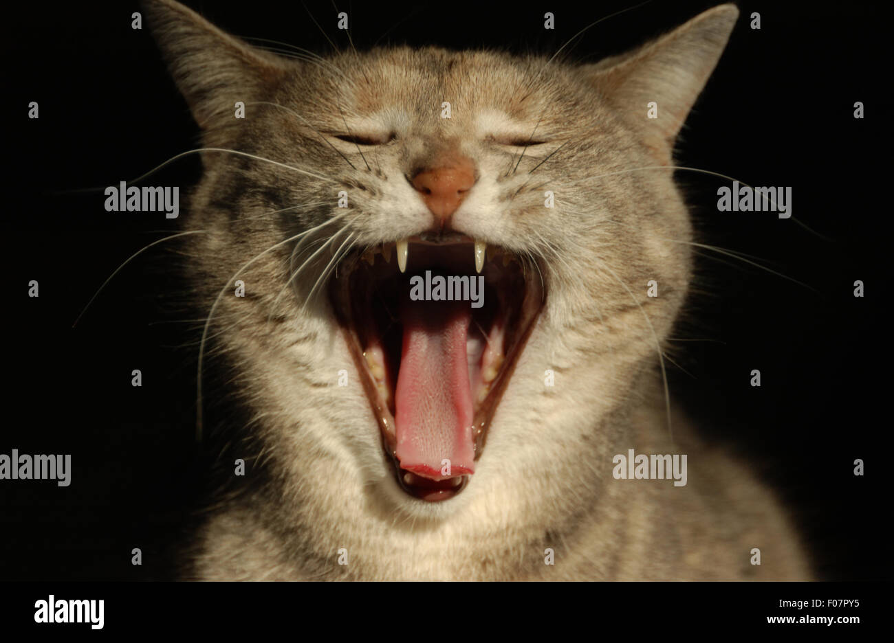 Head shot of domestic cat yawning (Felis catus) Stock Photo