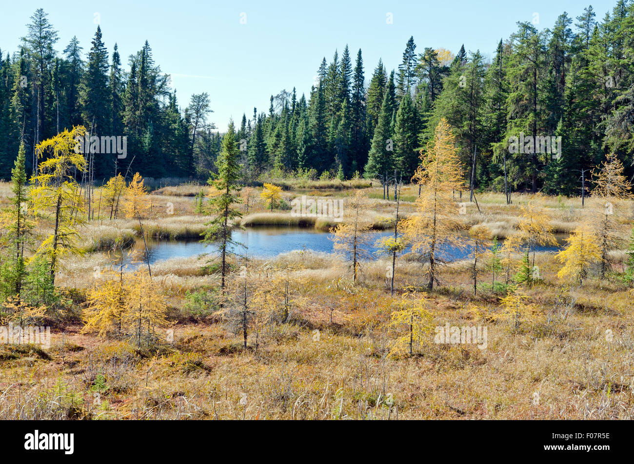 Northern Ontario Forest in Autumn time Stock Photo