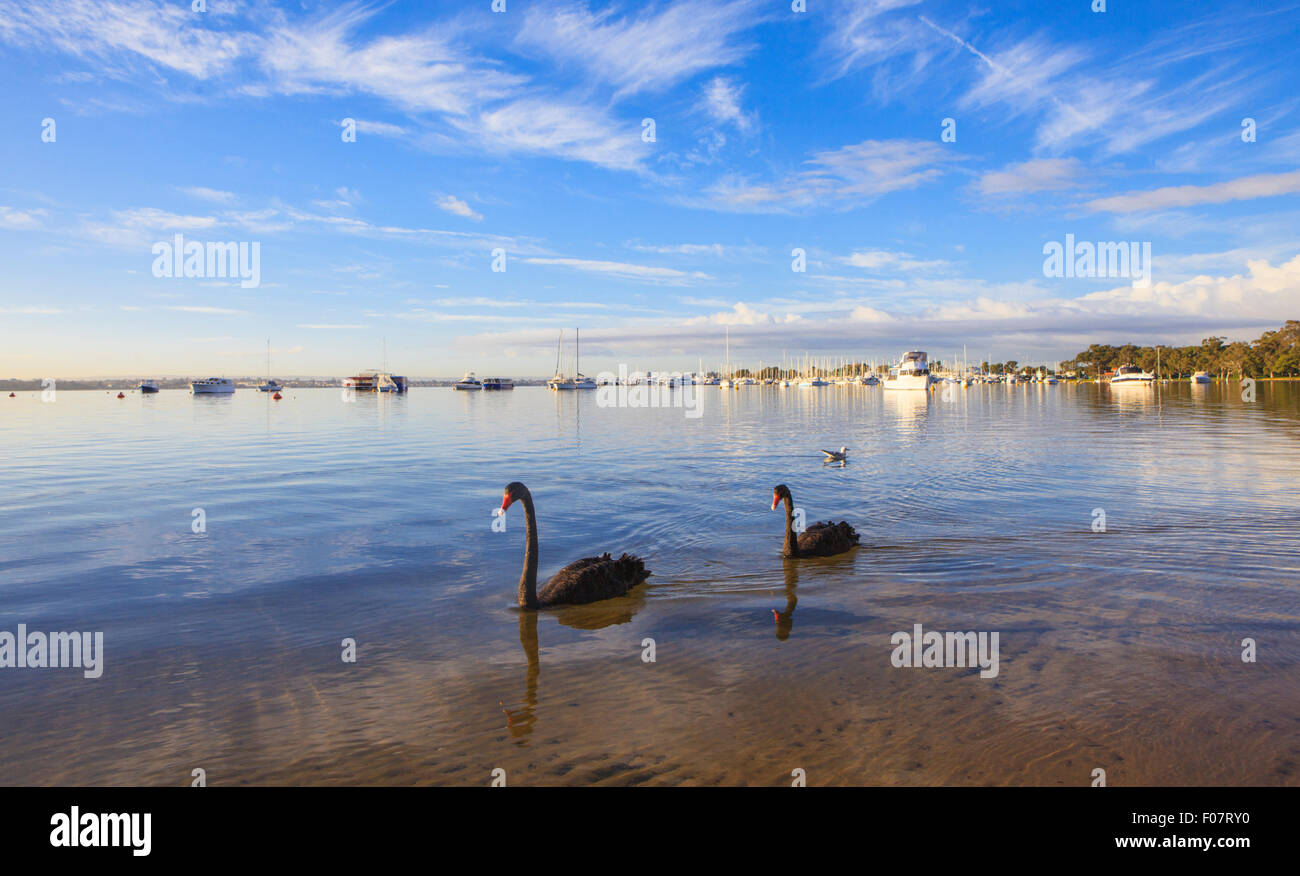 Black Swans (Cygnus atratus) on the Swan River at Matilda Bay Reserve.  Western Australia Stock Photo