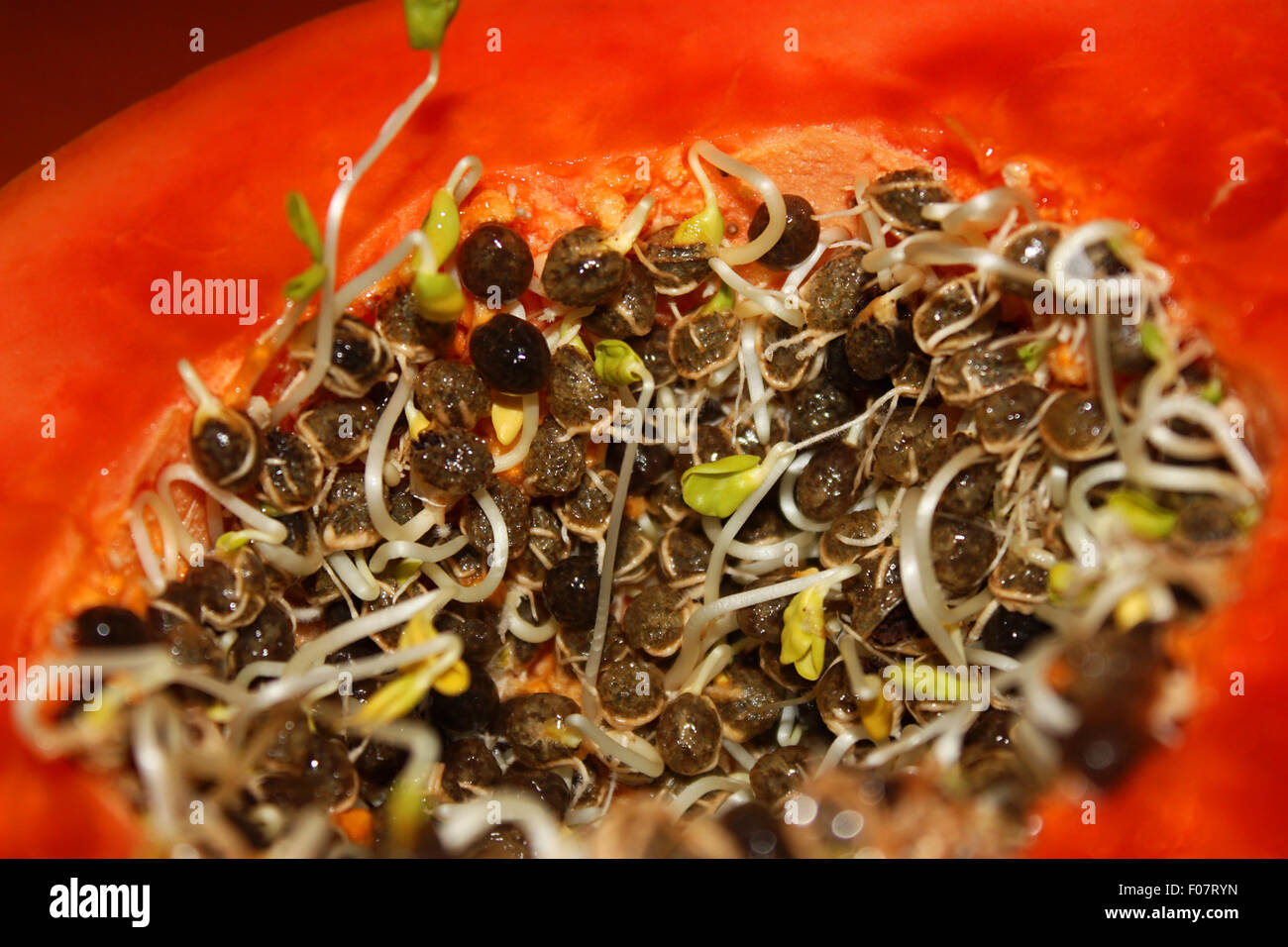 Close up of overripe papaya fruit Stock Photo Alamy