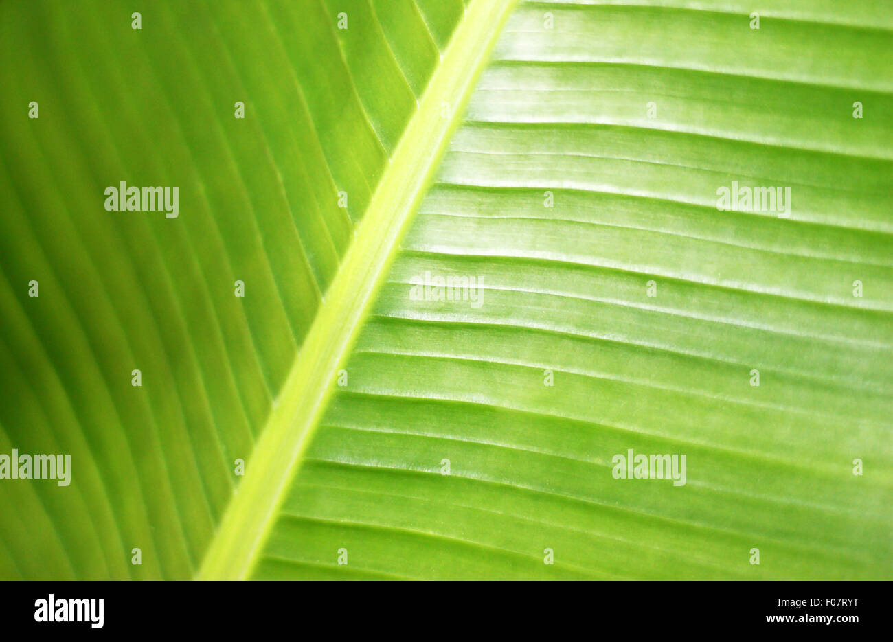 Close up of green tropical plant Stock Photo - Alamy