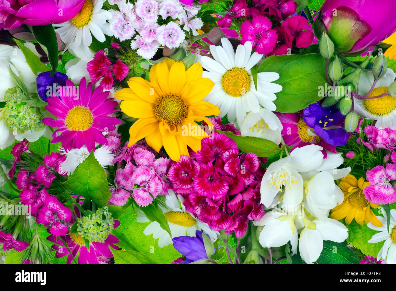 Floral chaos abstract collage from simple June summer flowers background Stock Photo