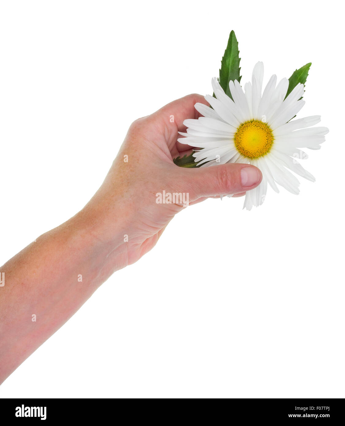 Hold a daisy hi-res stock photography and images - Alamy