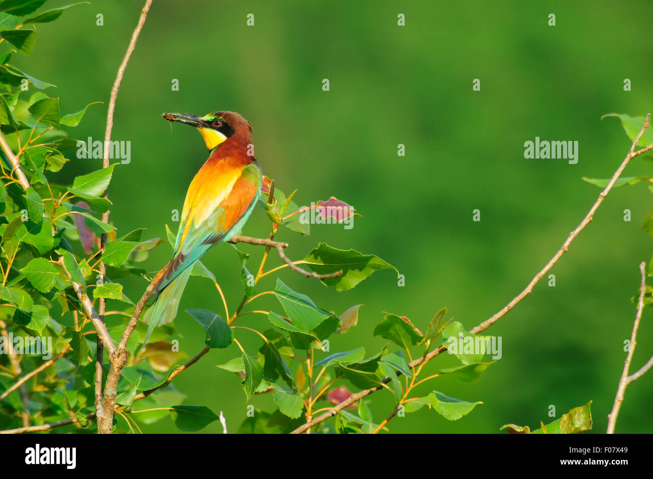 Bee-eaters, shot taken from mimetic tent Stock Photo