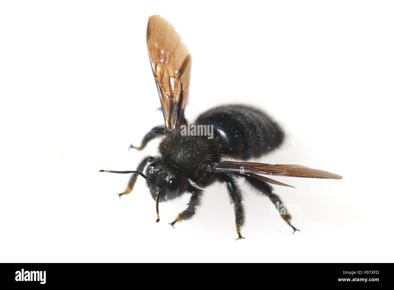 Holzbiene; Xylocopa; violacea Stock Photo