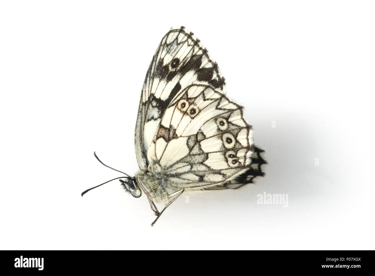 Schachbrettschmetterling, Damenbrettschmetterling Stock Photo