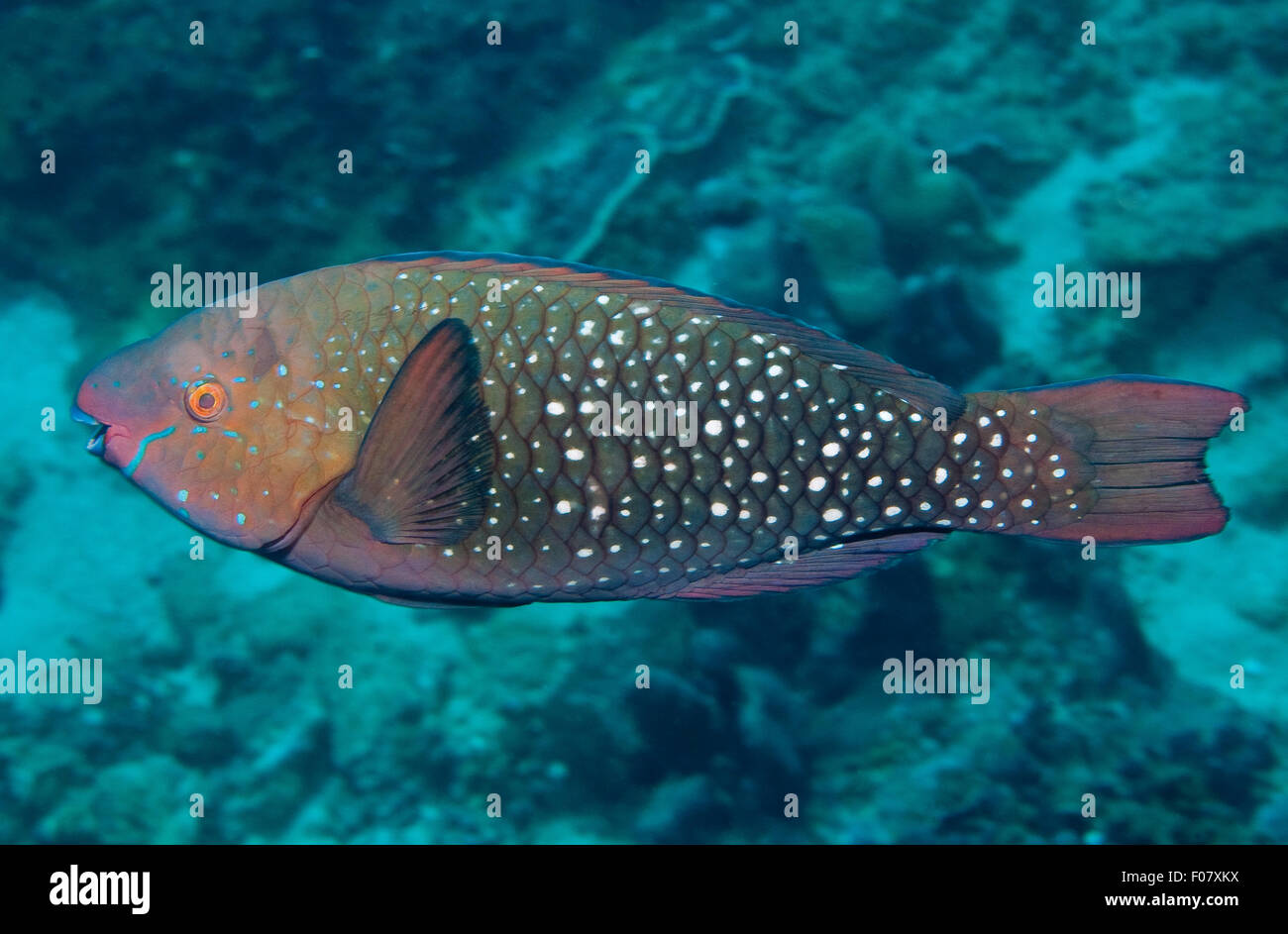 Greenthroat Parrotfish (Scarus prasiognathus) Stock Photo