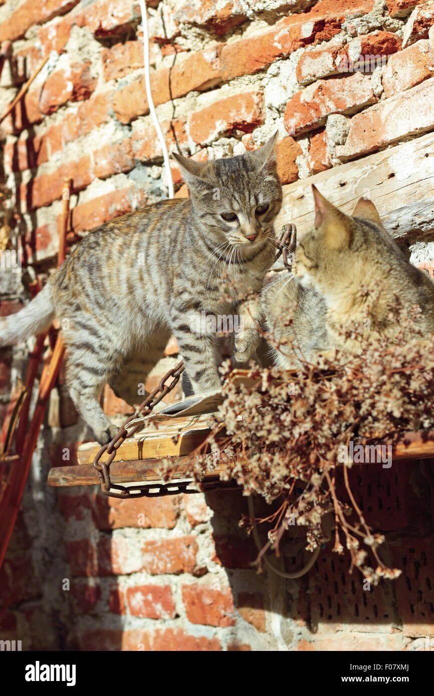 two young cats playing outside near a grunge wall Stock Photo