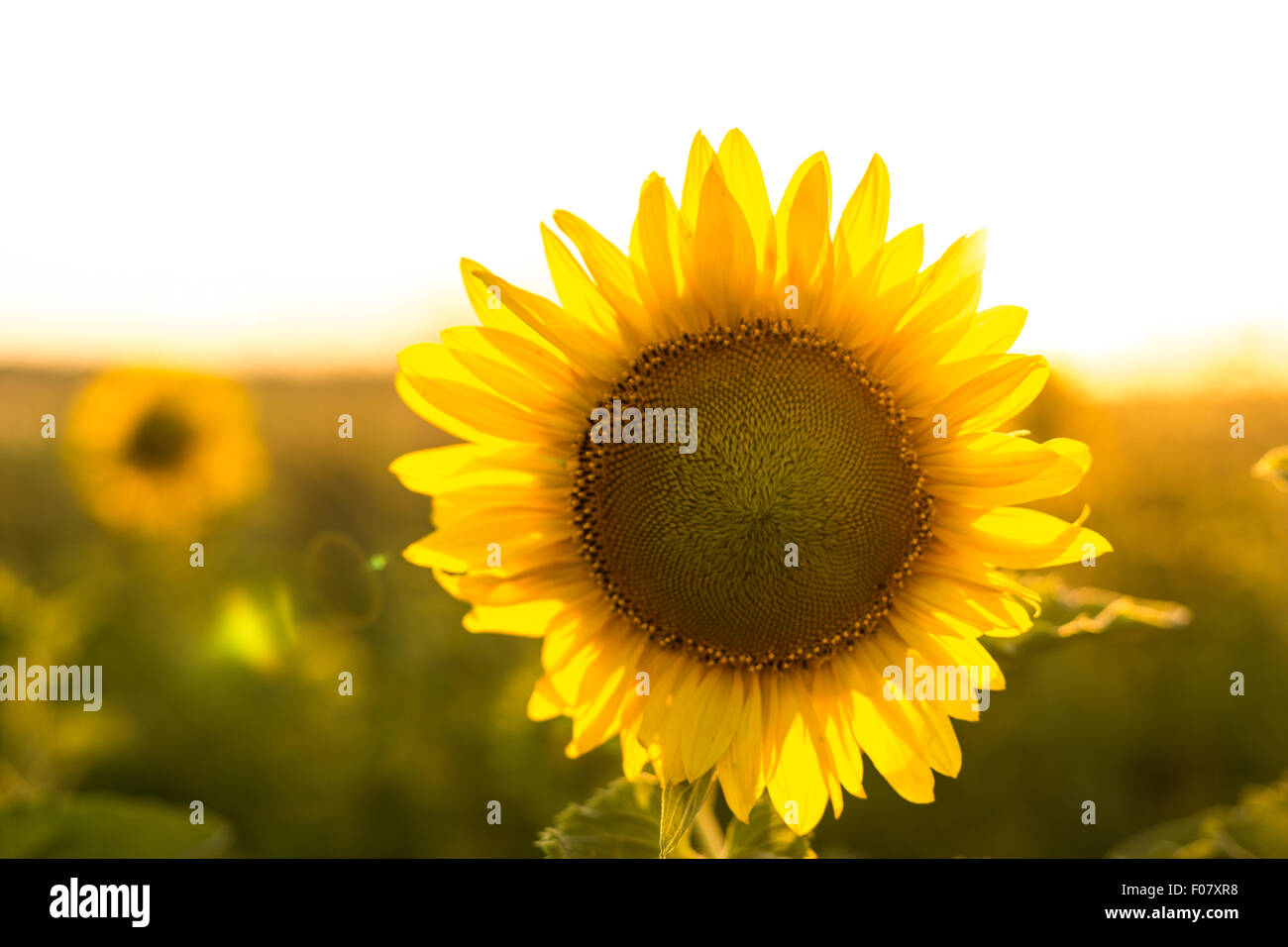 Sunflower in the field on sunset Stock Photo - Alamy