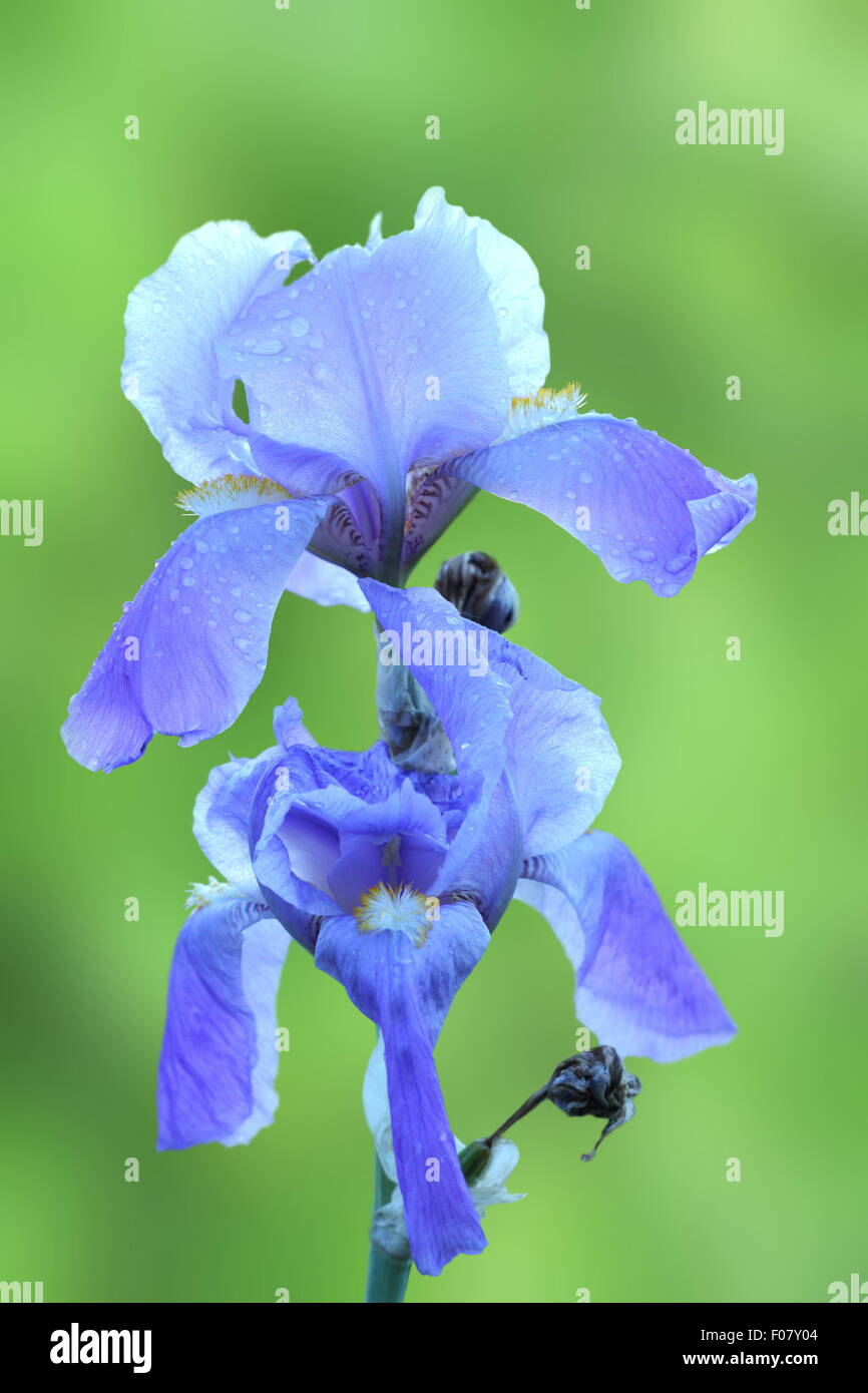 purple iris flower ( iris germanica ) over green out of focus  background Stock Photo