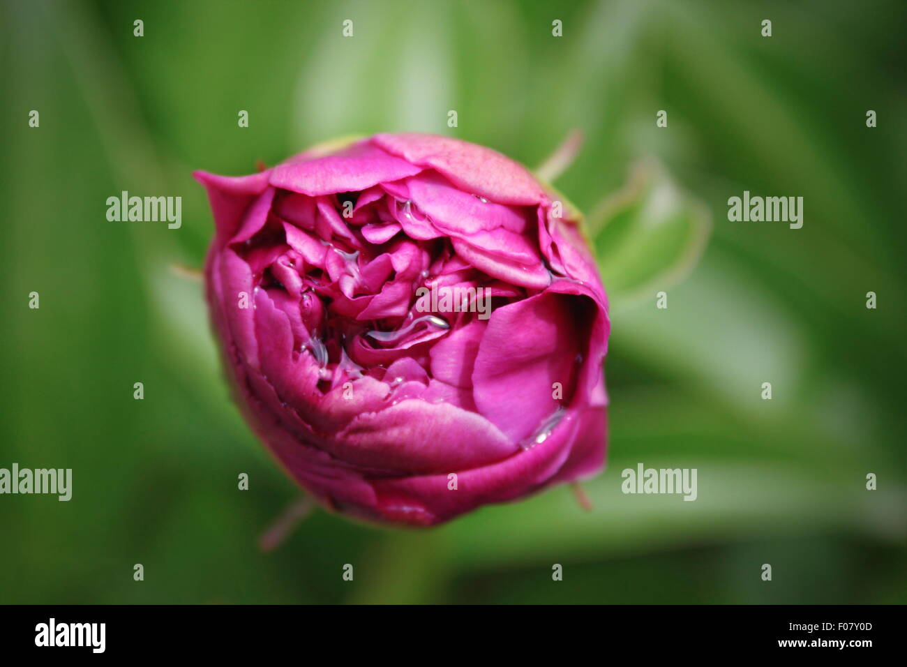 closeup of a pink peony bud growing in the garden Stock Photo