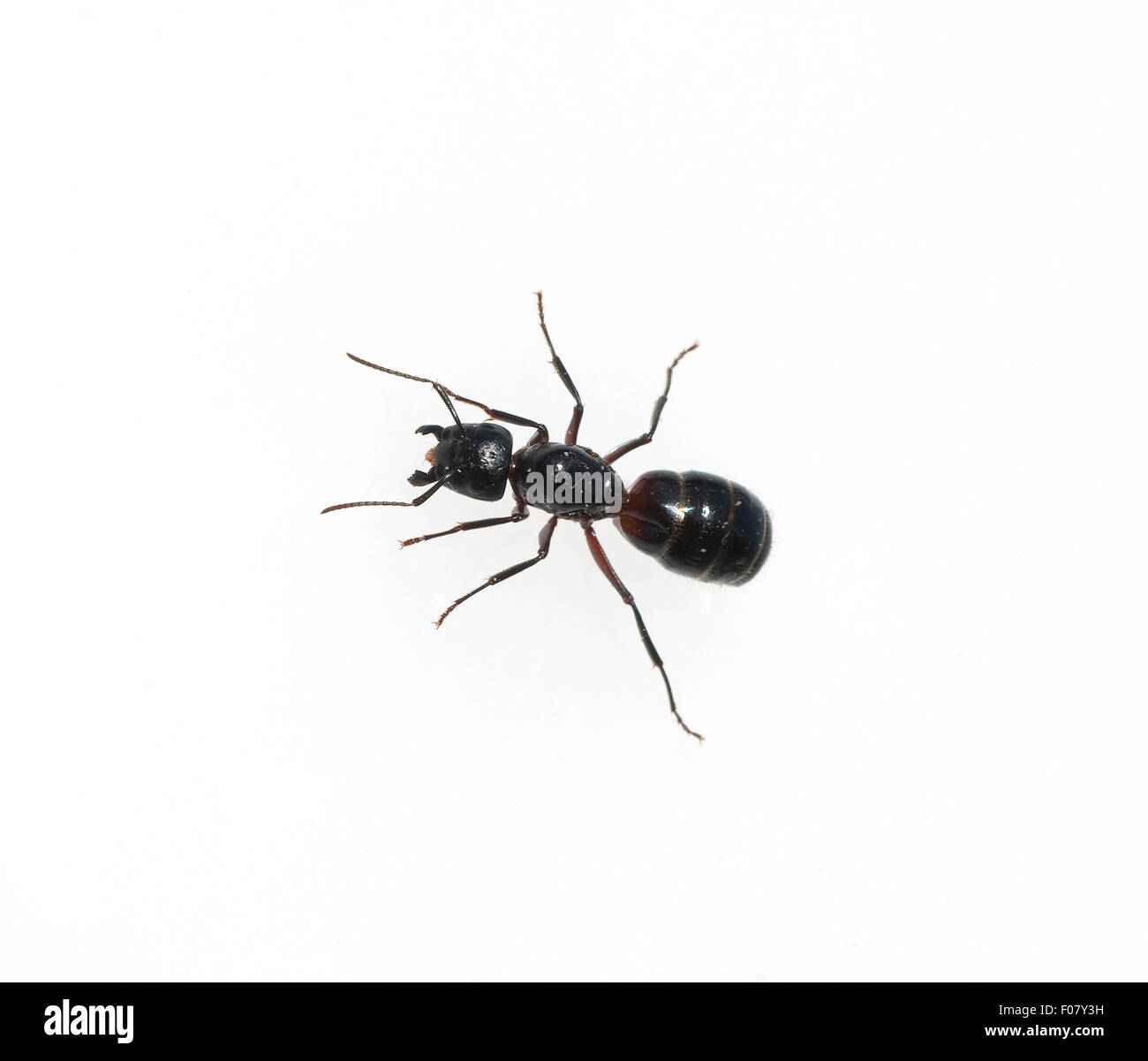 Schwarze Rossameise, Camponotus herculeanus, Stock Photo