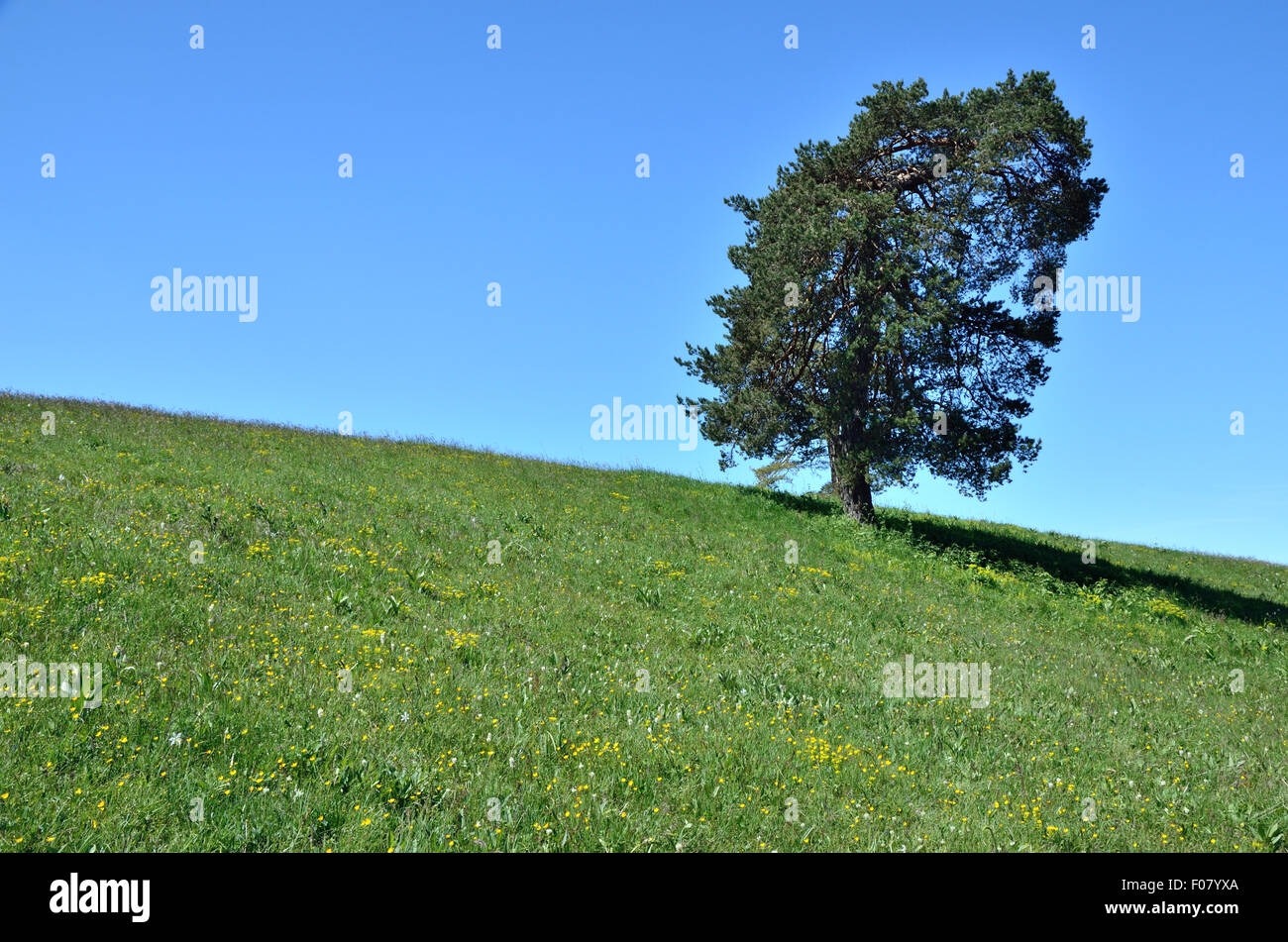 Tree on horizon of meadow and clear blue sky Stock Photo - Alamy