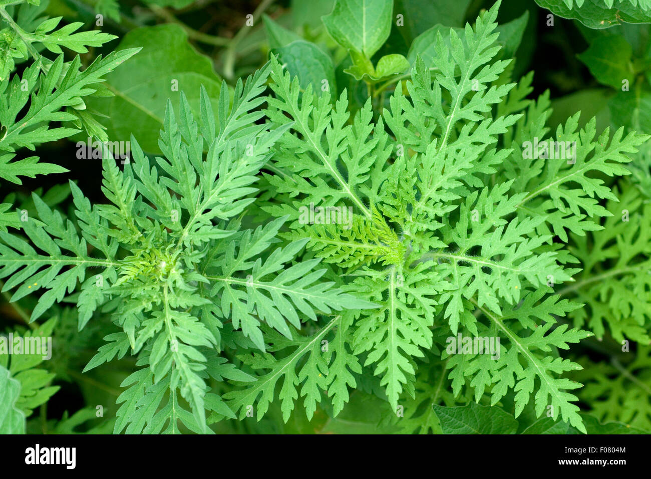 Ambrosiabluete, Ambrosia, artemisiifolia, Aufrechtes, Traubenkraut, Stock Photo