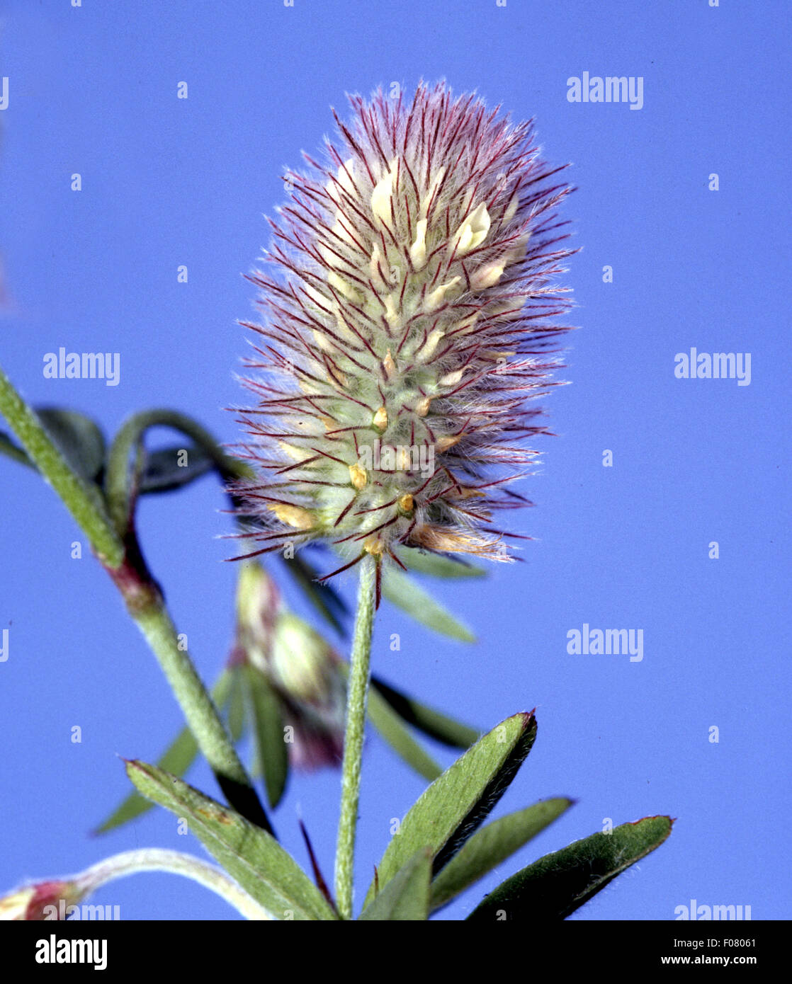 Hasen-Klee; Trifolium arvense, Stock Photo