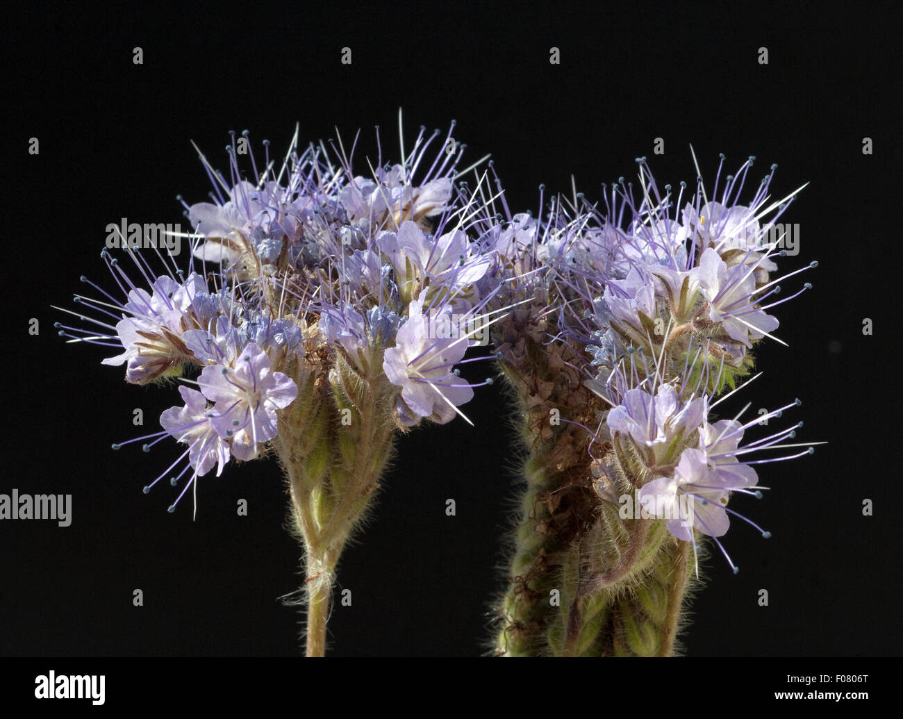 Phacelia, tanacetifolia, Bueschelschoen Stock Photo - Alamy