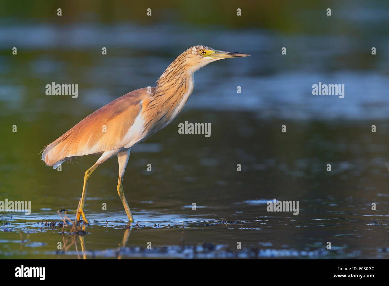 Squacco Heron, Standing in the water, Italy (Ardeola ralloides) Stock Photo