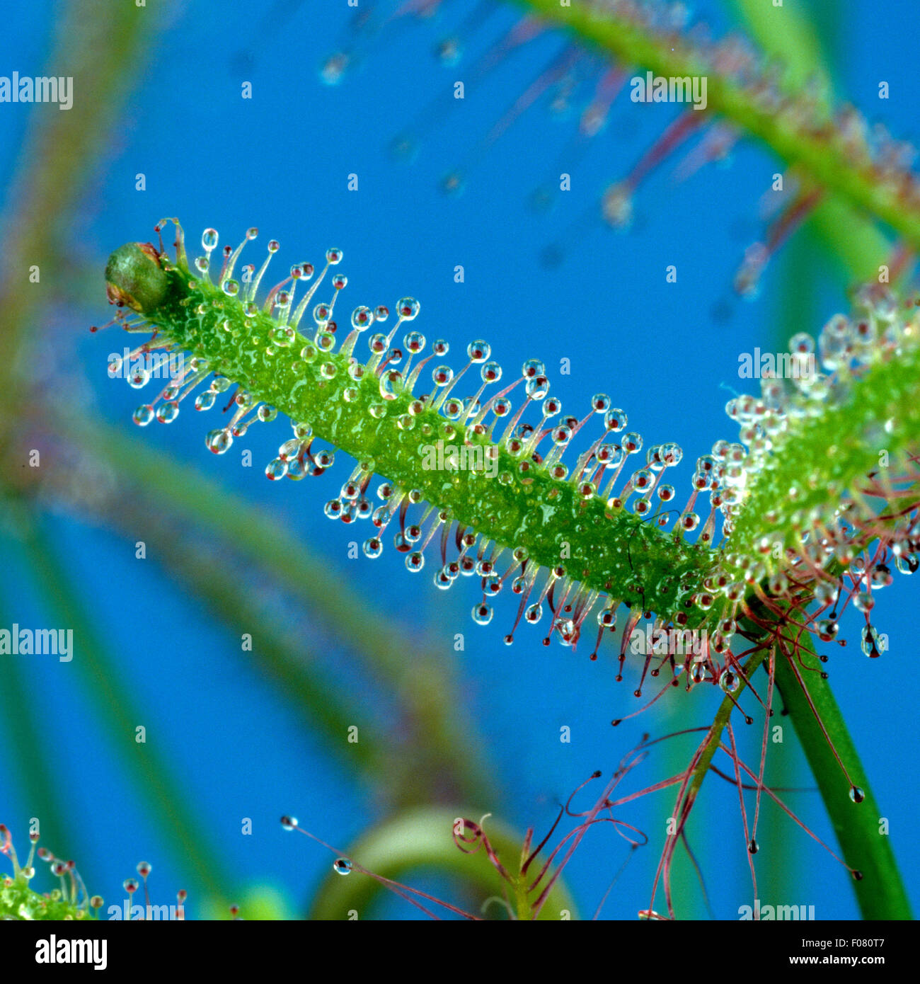 Sonnentau; Drosera anglica, Stock Photo