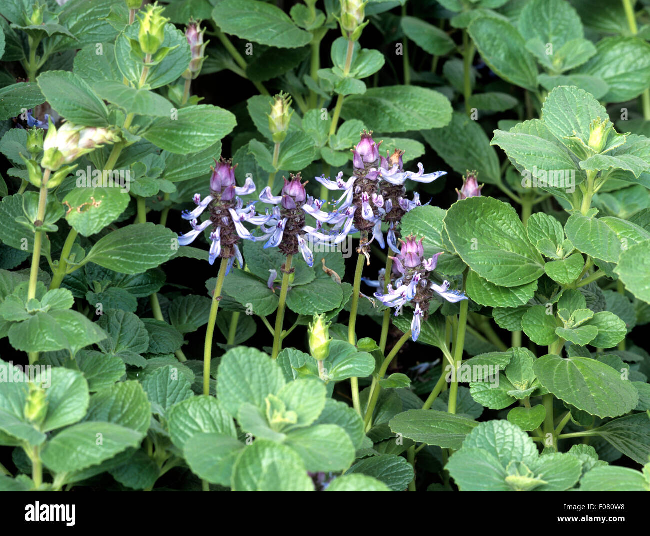 Verpiss-Dich Pflanze, Coleus, canin Stock Photo - Alamy