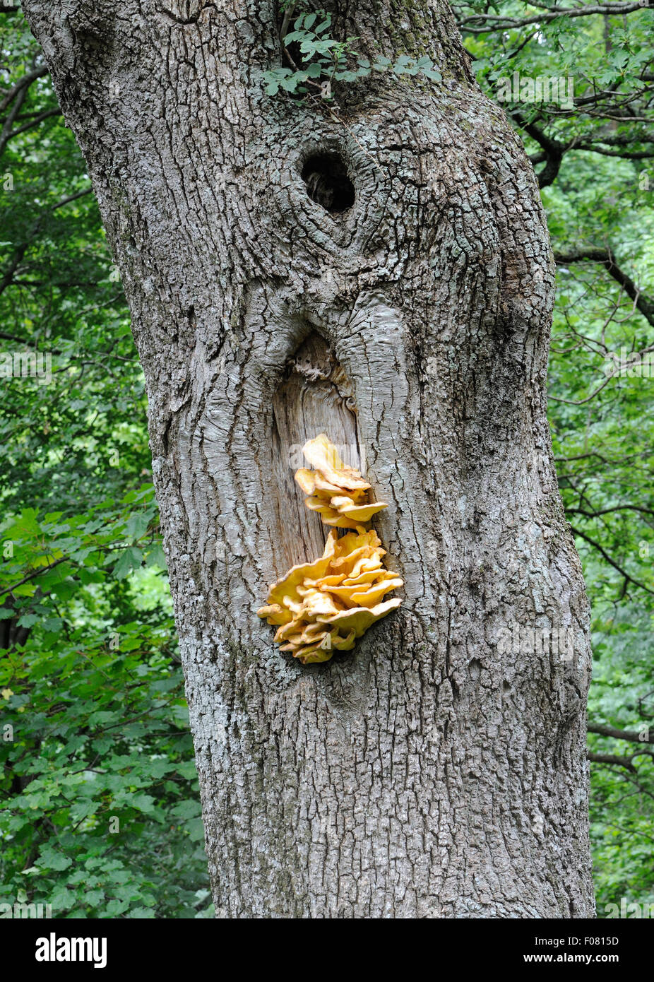 Sulphur shelf or chicken of the woods fungus (Laetiporus sulphureus) growing on a scar on the trunk of an oak tree above Derwent Water Stock Photo