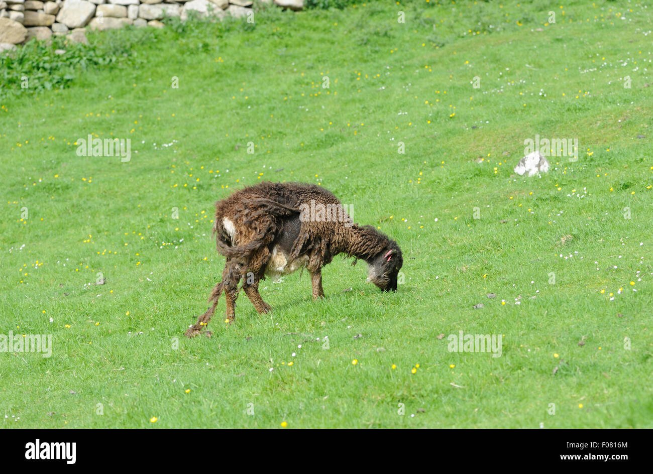 Soay sheep are a domesticated breed of sheeo (Ovis aries) descended from feral sheep on the island of  Soay . Stock Photo