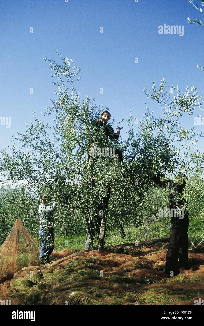 Farmers harvesting olives from olive trees with nets Stock Photo - Alamy