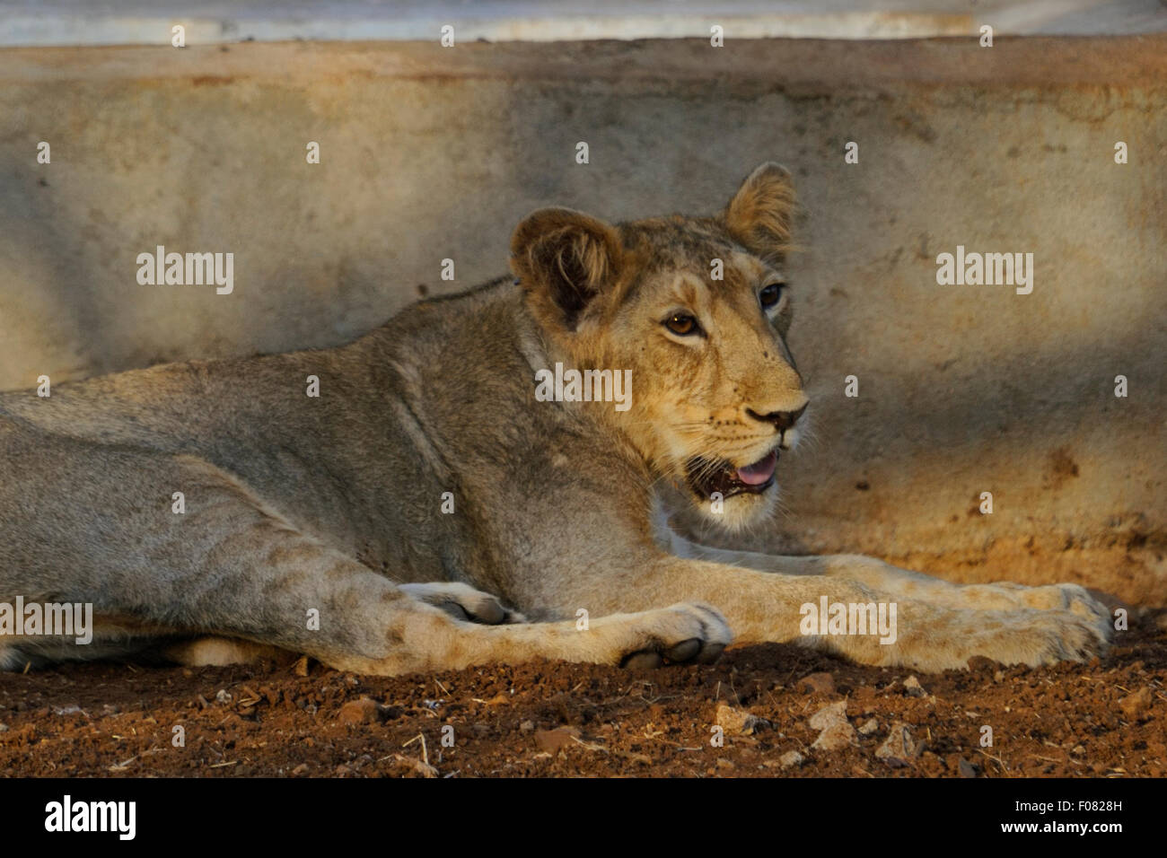 Juvenile lion (Panthera leo persica) at Gir national park, gujarat, india Stock Photo