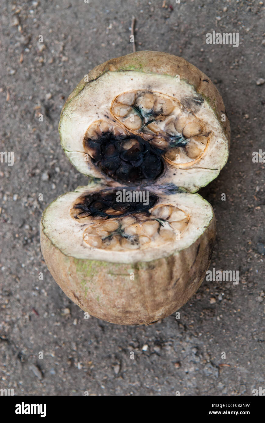 Aldeia Baú, Amazon, Para State, Brazil. Jenipapo fruit, used for dye, traditional  body and face paint. Stock Photo