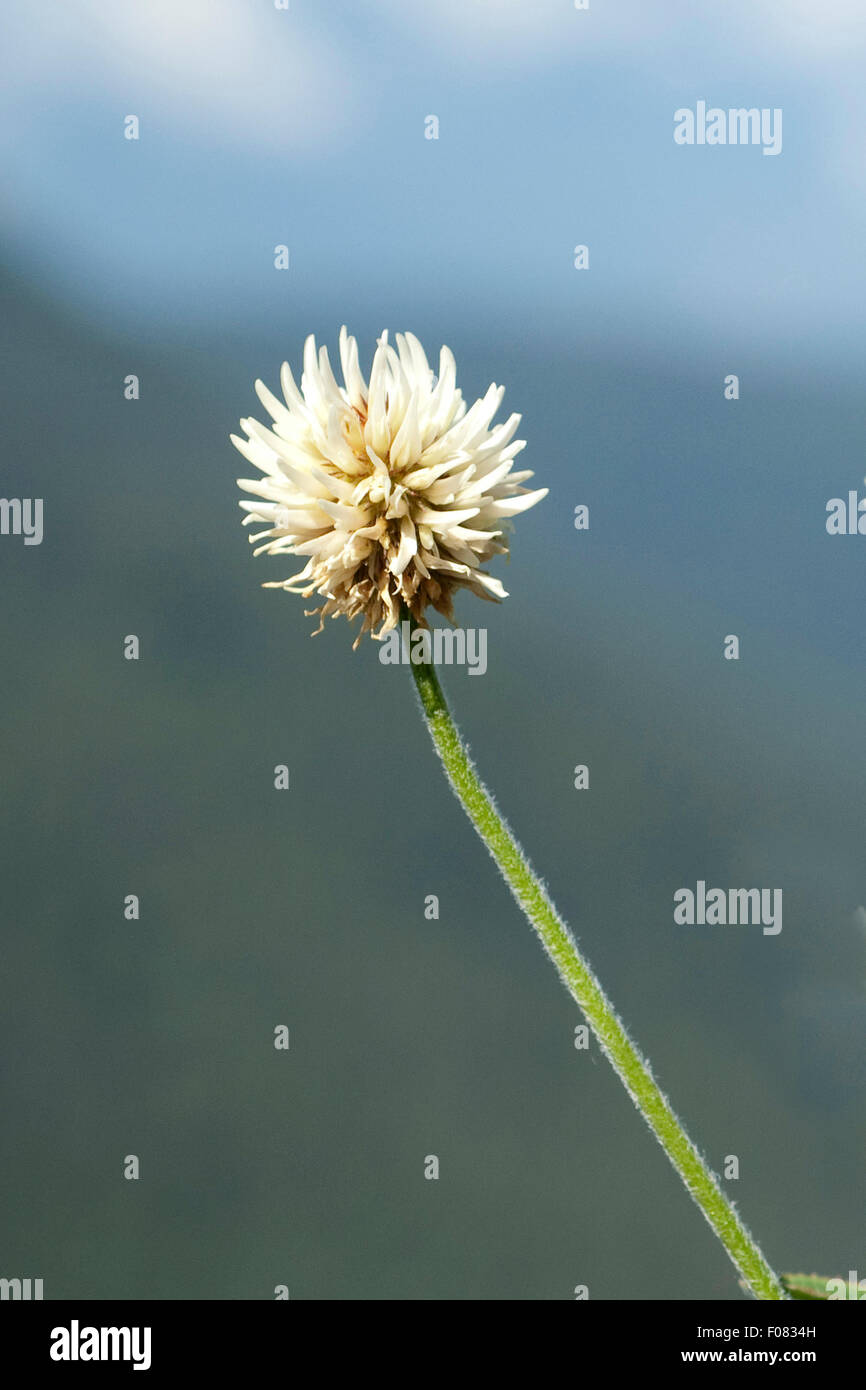 Berg-Klee, Trifolium, montanum, Stock Photo
