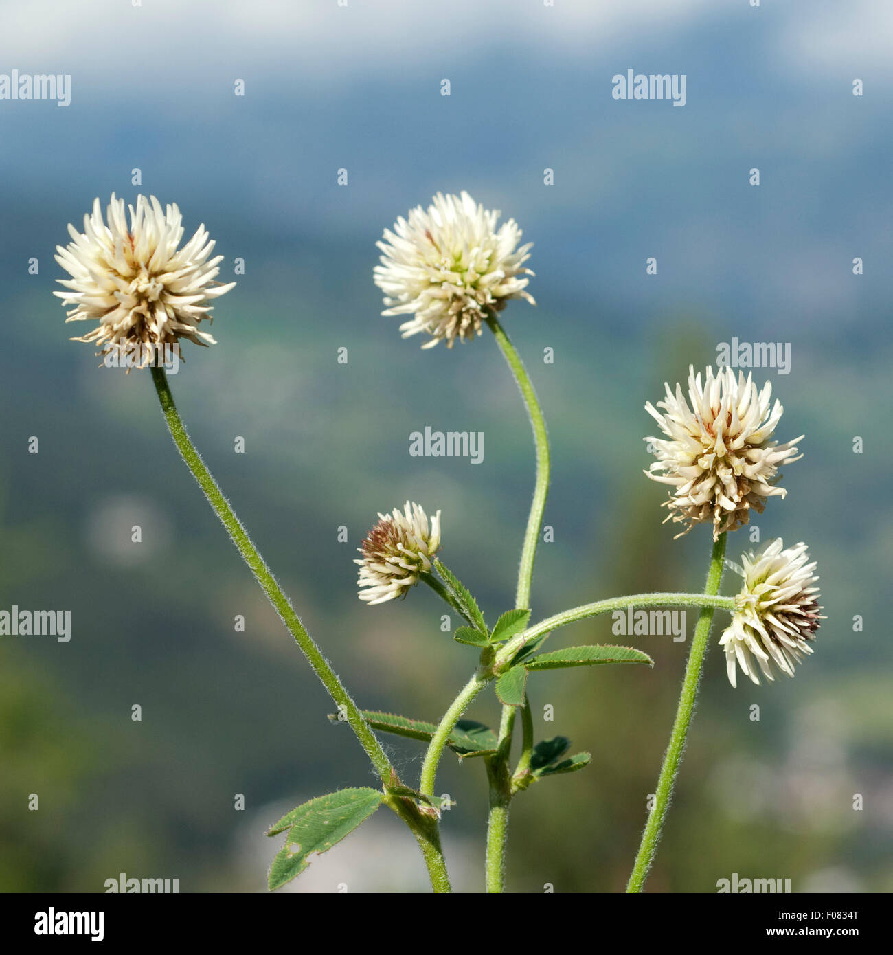 Berg-Klee, Trifolium, montanum, Stock Photo