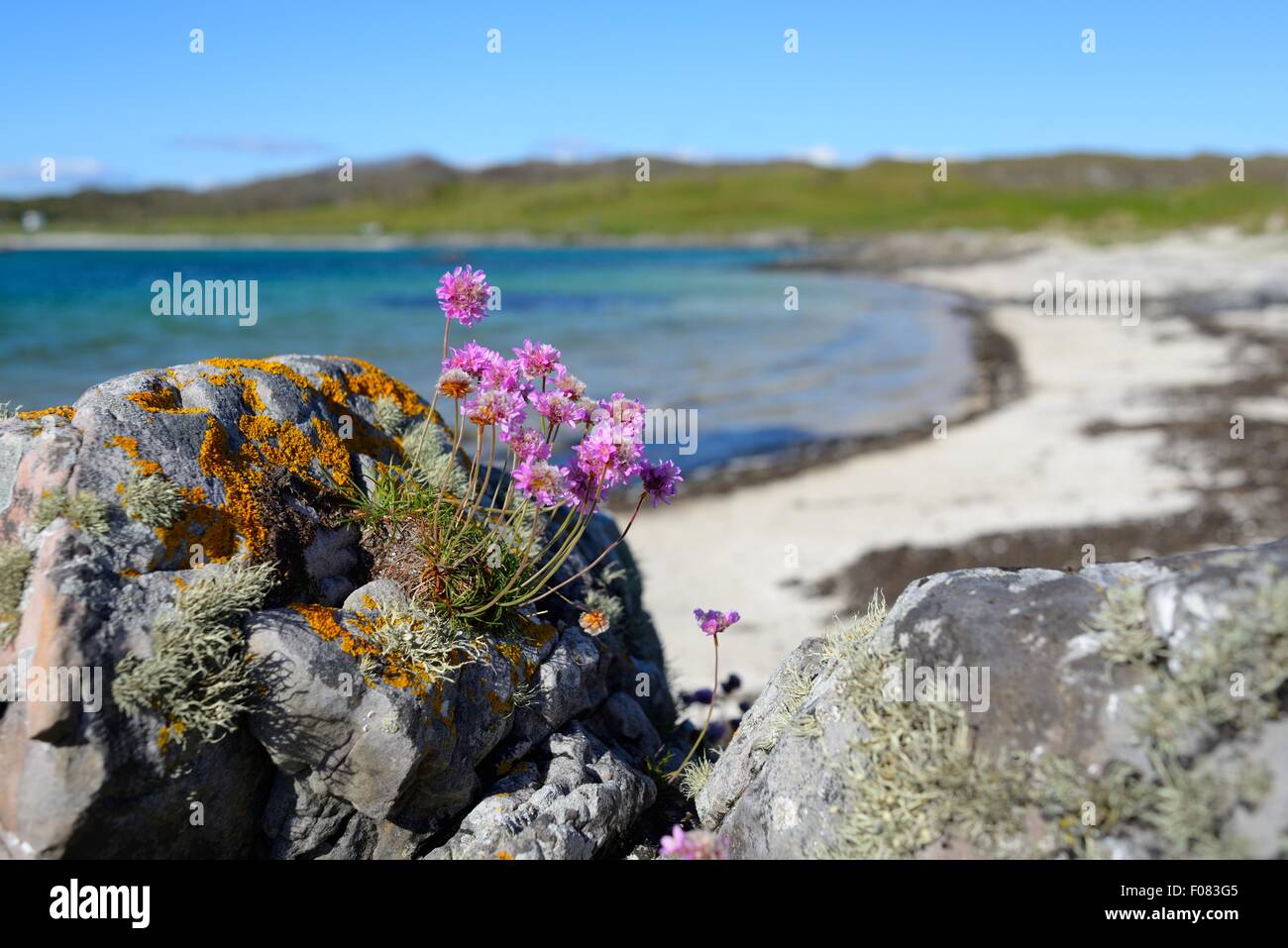 Purple wild flowers and lichens growing on rocks on remote Portnaluchaig Beach on the west coast of Scotland. Stock Photo