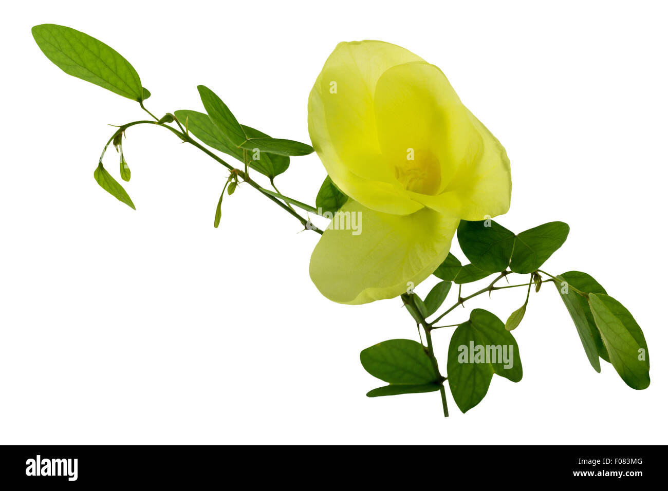 'Bauhinia Tomentosa' or 'Yellow Bell Orchid Tree', isolated on white background and clipping path Stock Photo