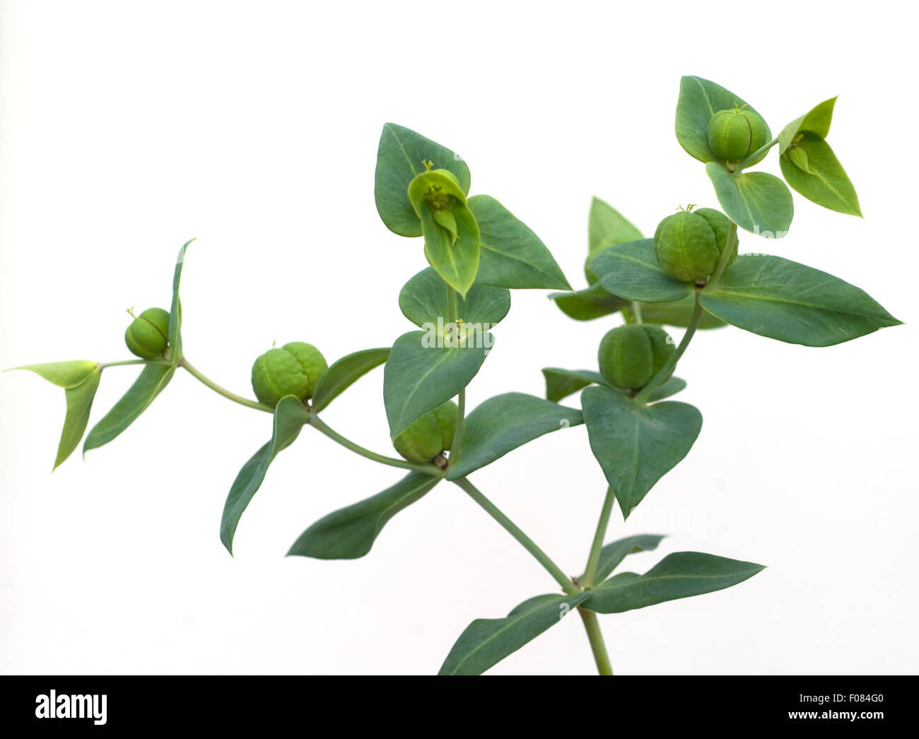 Kreuzblaettrige Wolfsmilch, Wolfsmilch, Euphorbia, lathyrus, Stock Photo