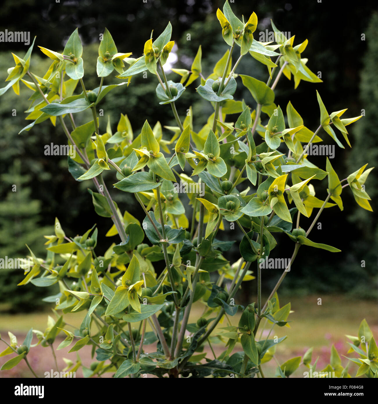 Kreuzblaettrige Wolfsmilch, Wolfsmilch, Euphorbia, lathyrus, Stock Photo