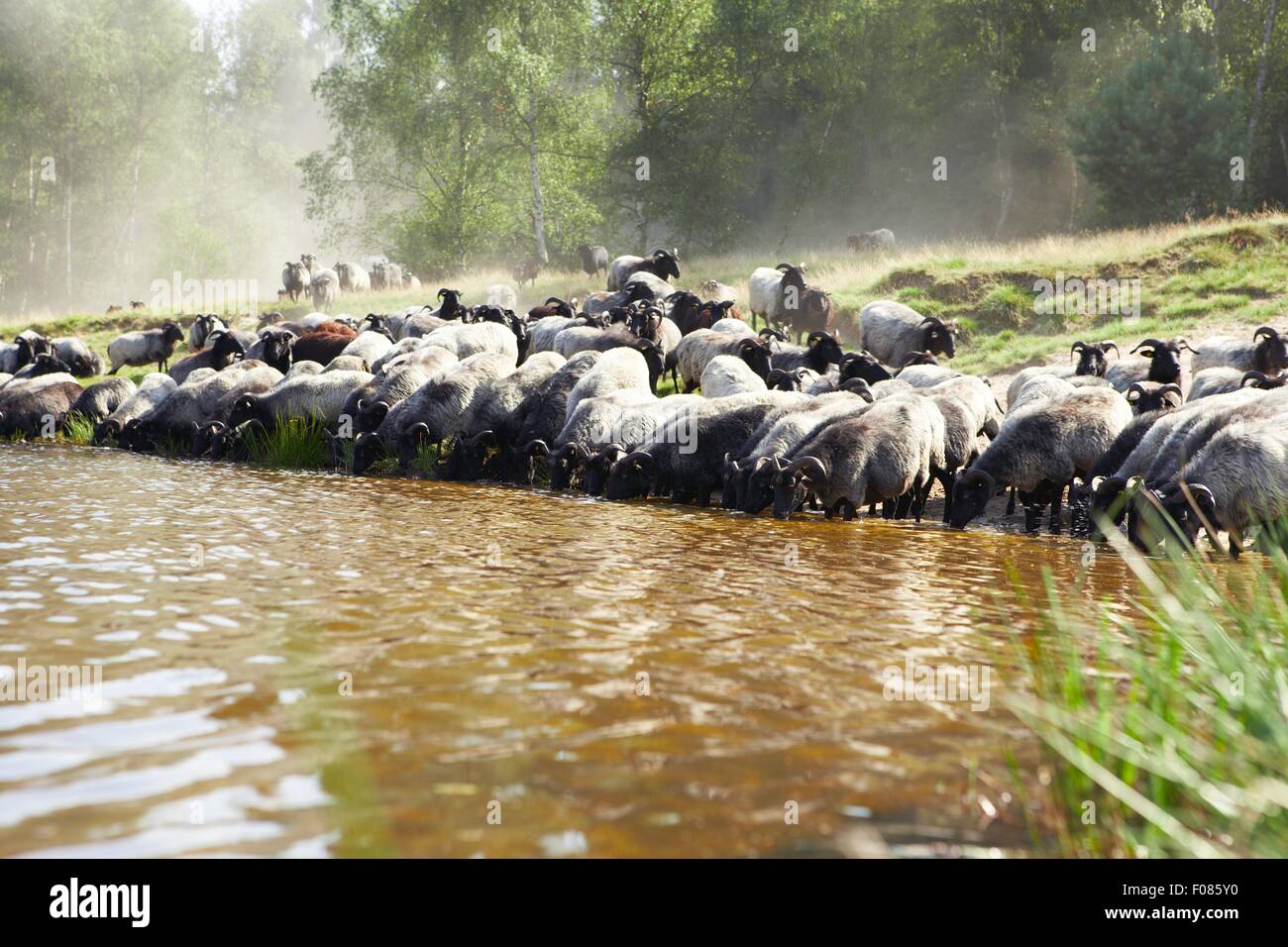 Flock of sheep drinking water in river Stock Photo Alamy
