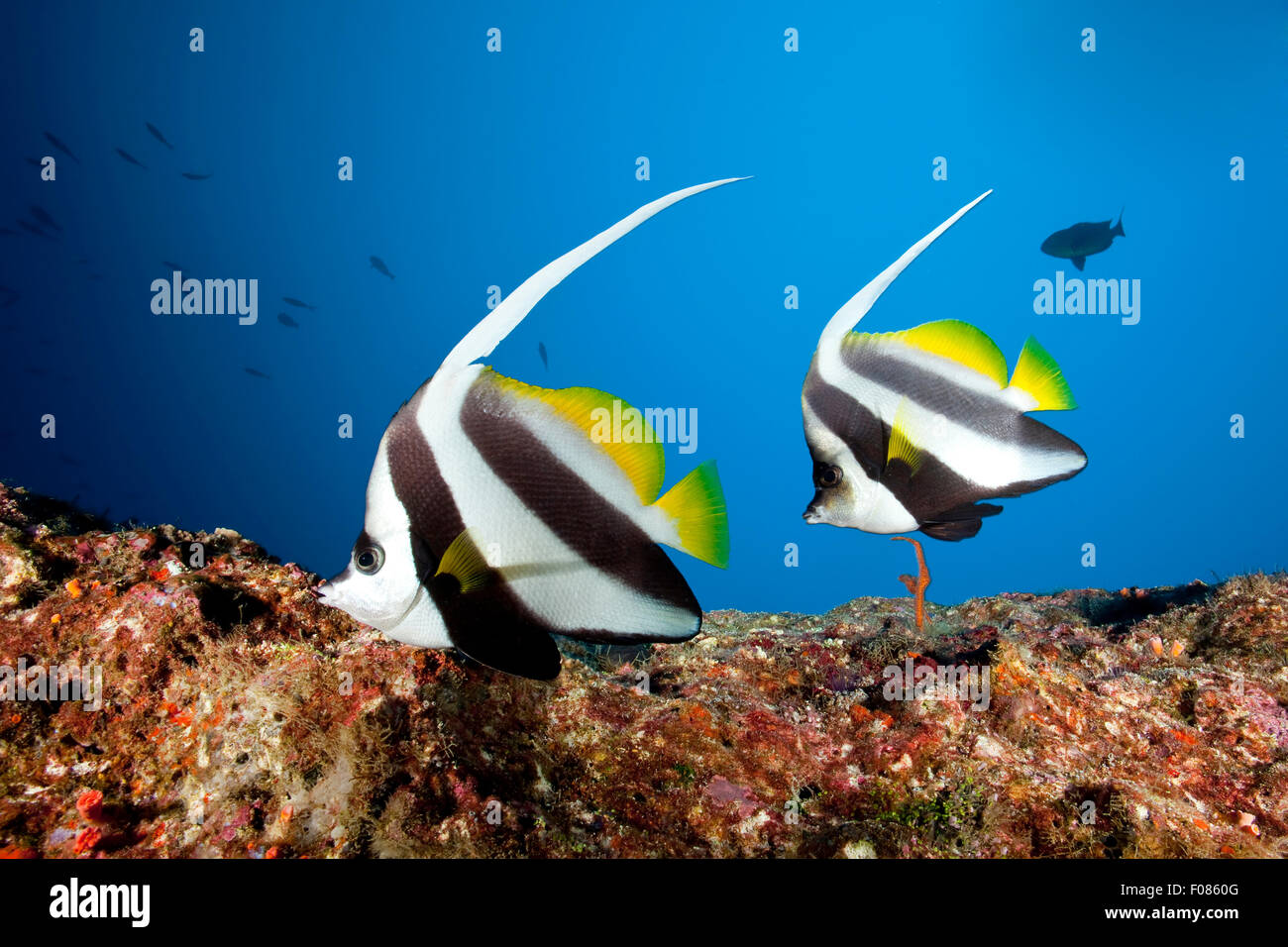 Pair of Longfin Bannerfish, Heniochus acuminatus, Ari Atoll, Maldives ...