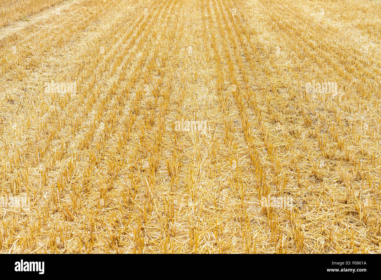 Field after harvest, dry straw background. Stock Photo
