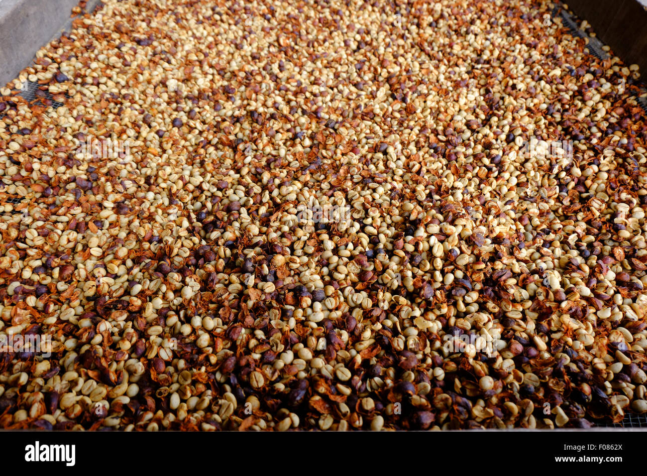 DRYING FRESH PEABERRY COFFEE BEANS,COSTA RICA Stock Photo Alamy